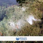 How to Get Rid of Pond Scum Naturally