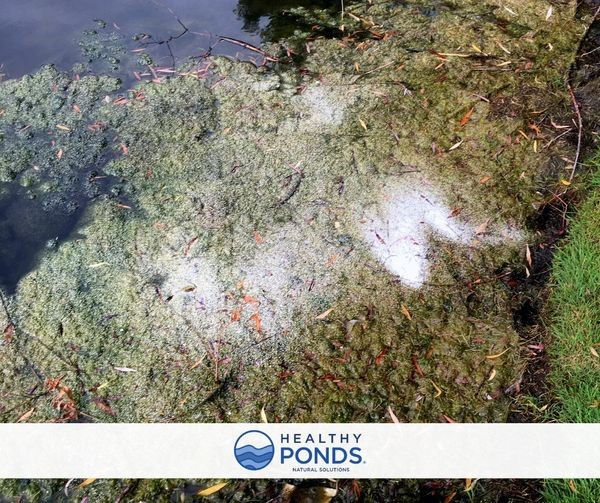 How to Get Rid of Pond Scum