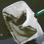 How to Get Rid of Pond Sludge