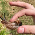 How to Get Rid of Pond Snails