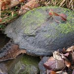 How to Get Rid of Pond Turtles