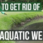 How to Get Rid of Pond Weeds Naturally