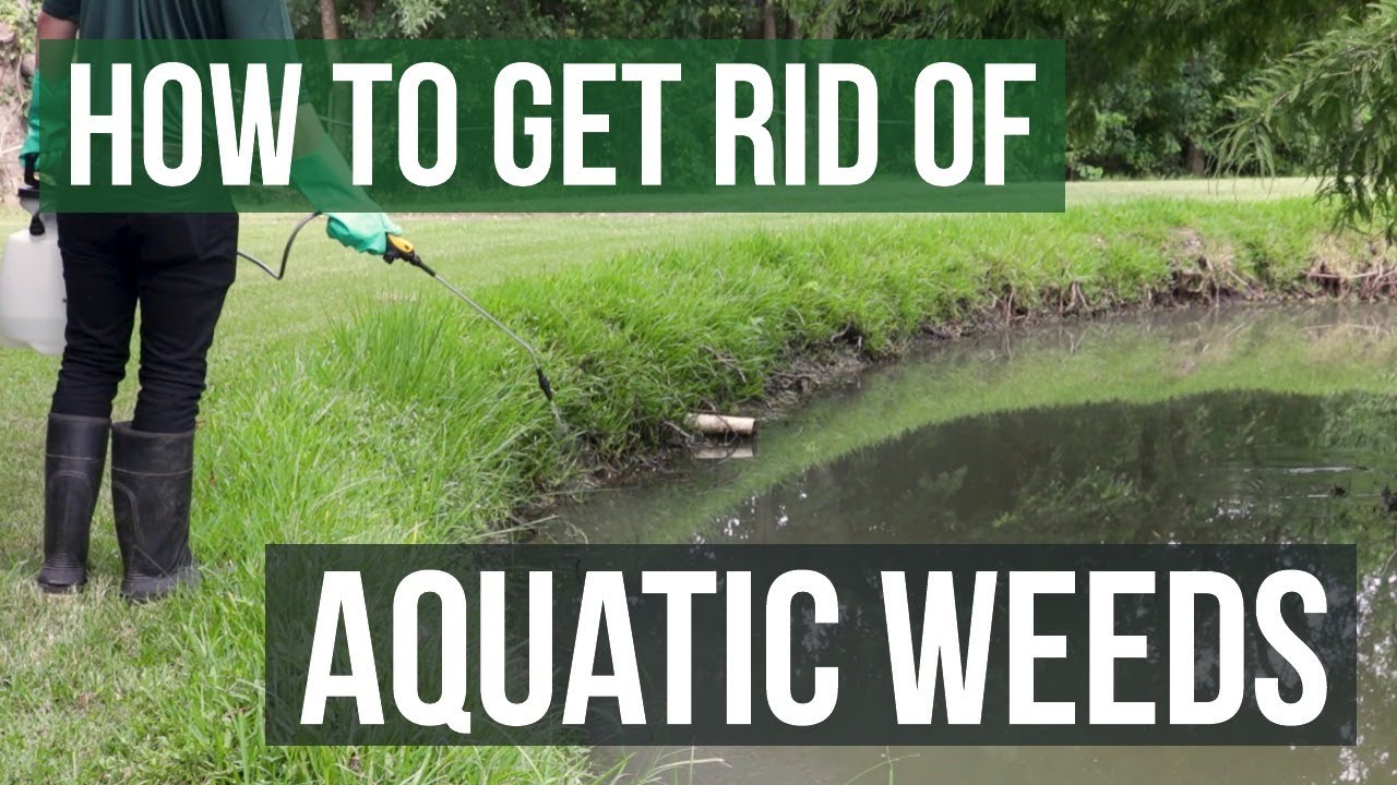 How to Get Rid of Pond Weeds Naturally: Eco-Friendly Tips