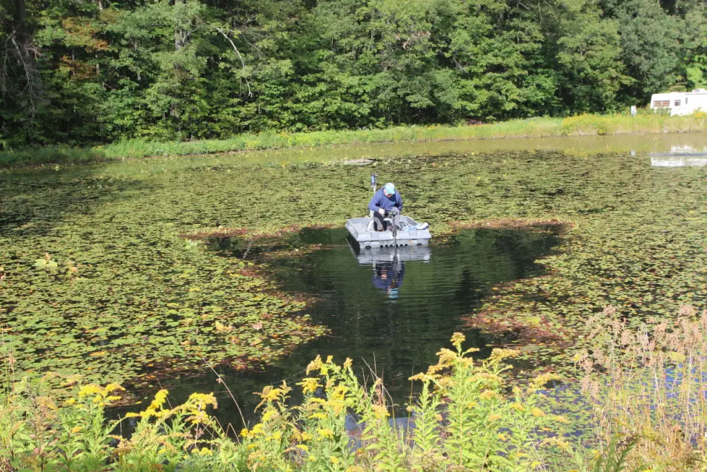 How to Get Rid of Pond Weeds