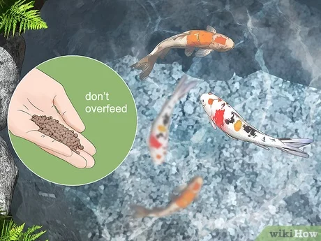 How to Get Rid of Seaweed in a Pond