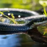 How to Get Rid of Snakes in a Pond