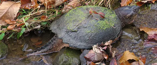 How to Get Rid of Snapping Turtles in My Pond