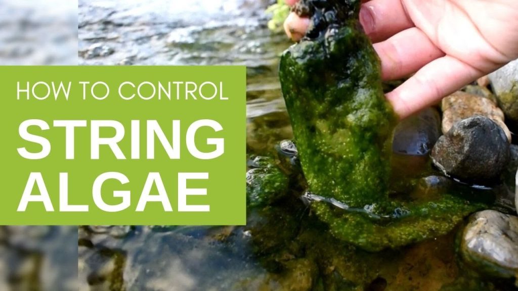 How to Get Rid of String Algae in Fish Pond