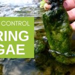 How to Get Rid of String Algae in Fish Pond