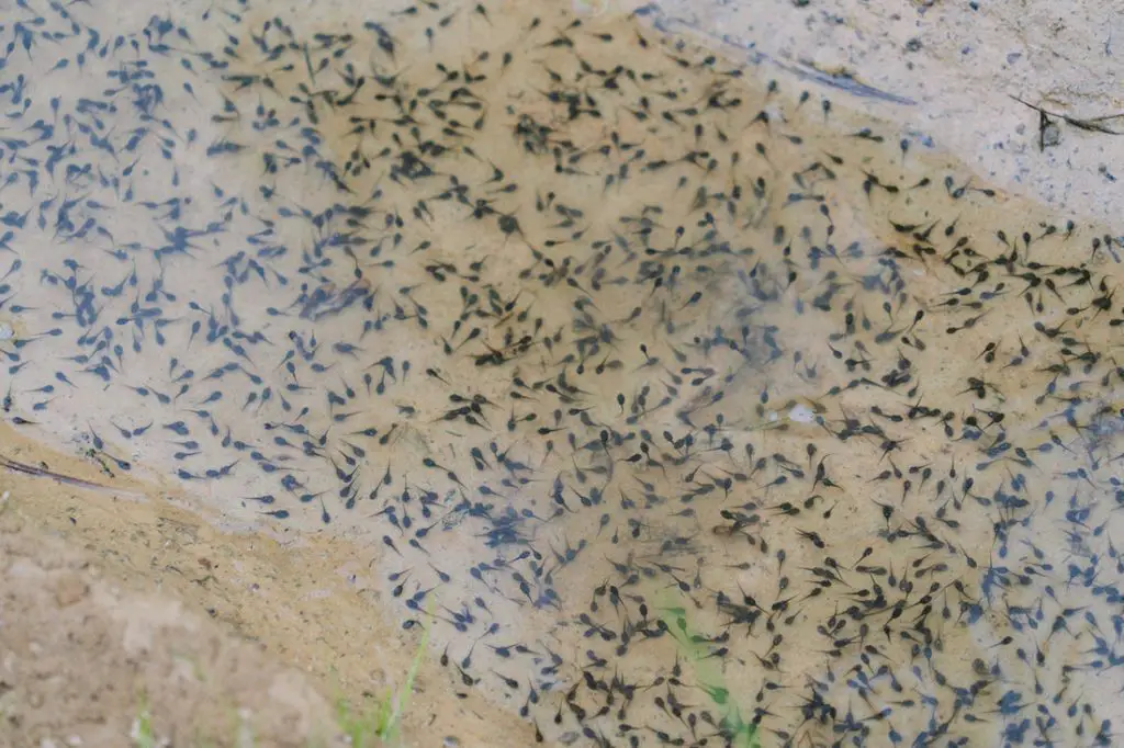 How to Get Rid of Tadpoles in a Pond