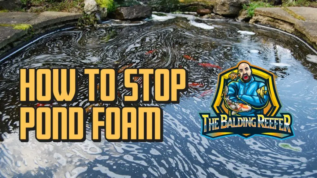 How to Get Rid of White Foam in Pond