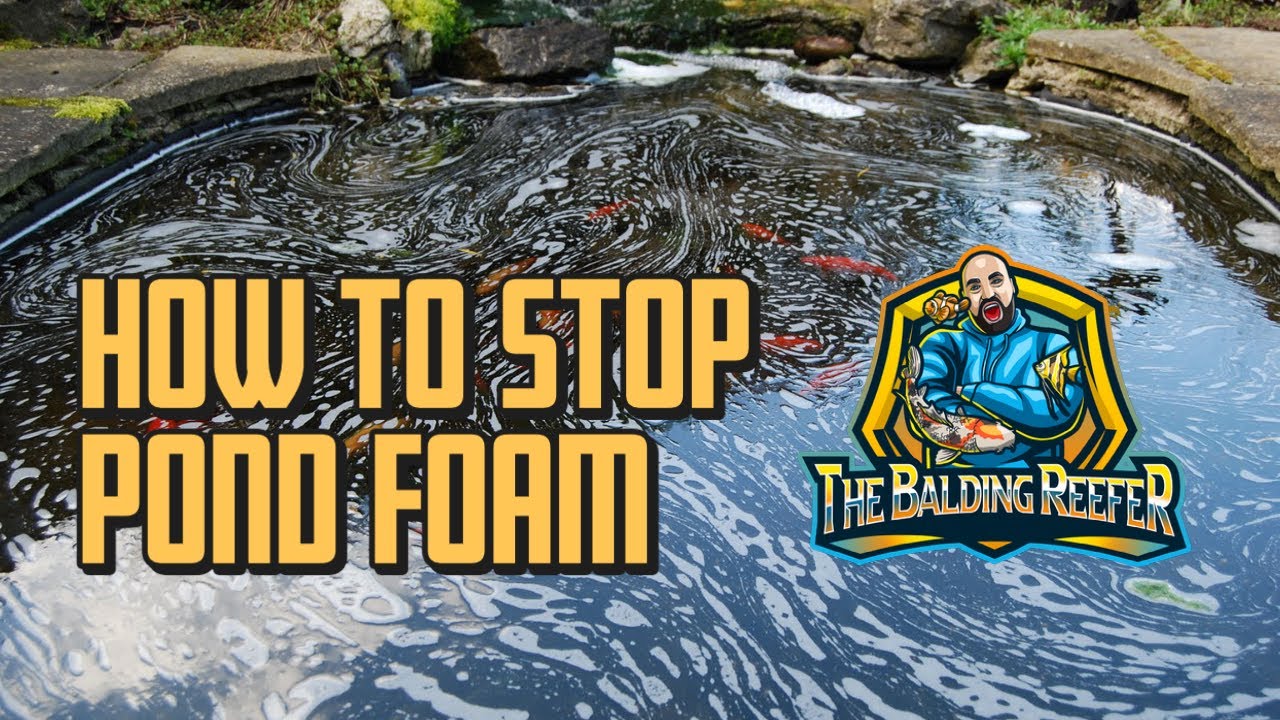 How to Get Rid of White Foam in Pond Clear Water Tips