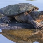 How to Get Snapping Turtles Out of a Pond