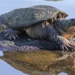 How to Get Snapping Turtles Out of a Pond