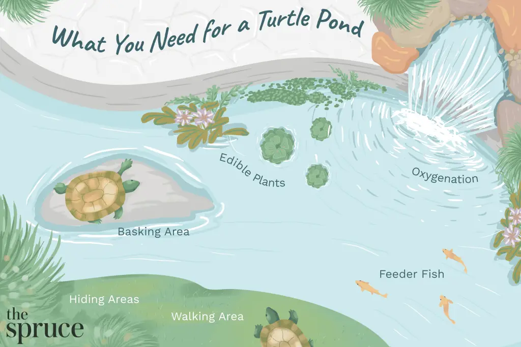 How to Get Turtles Out of Your Pond