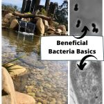 How to Grow Beneficial Bacteria for Ponds