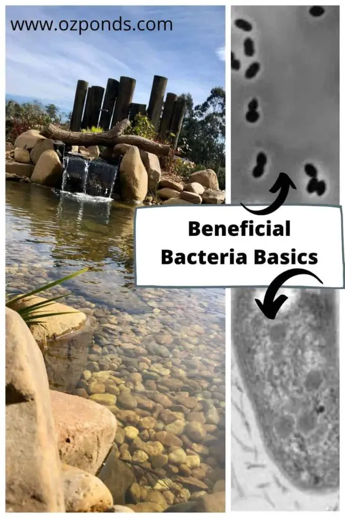How to Grow Beneficial Bacteria for Ponds