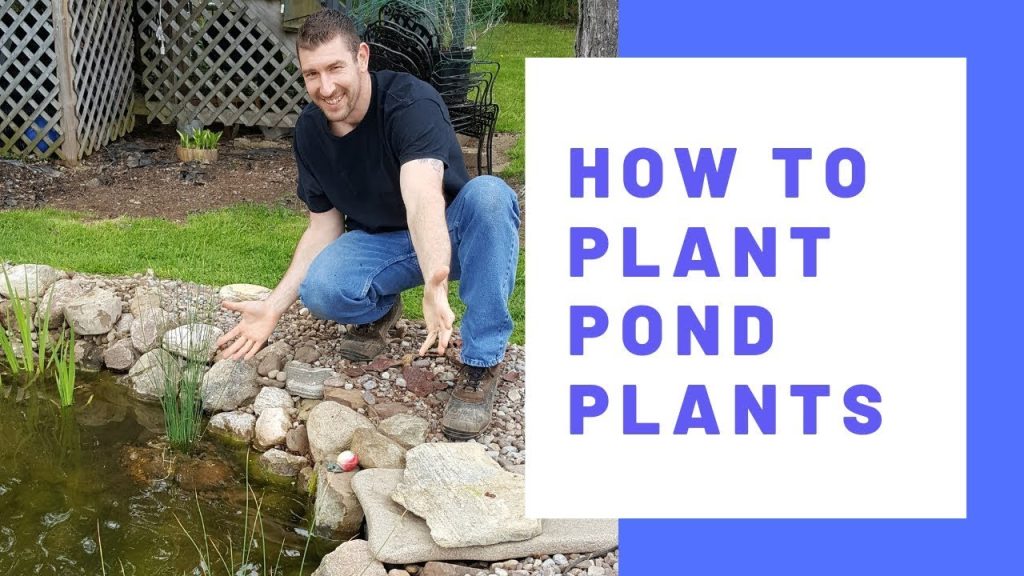 How to Grow Pond Plants