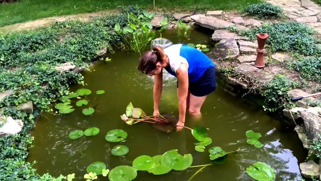 How to Grow Water Lilies in a Pond