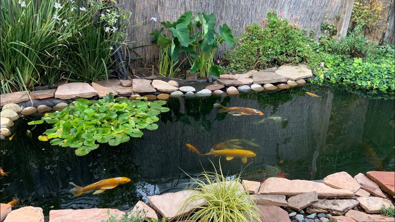 How to Hide Pond Liner Seamless Garden Oasis Tips