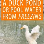How to Keep a Duck Pond from Freezing