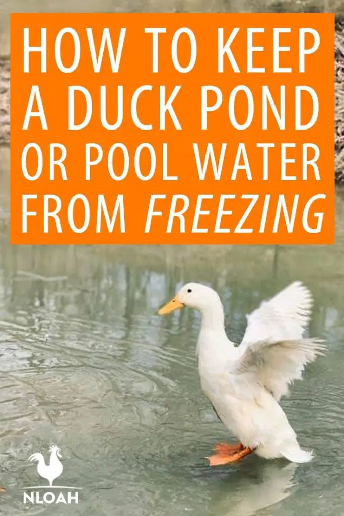 How to Keep a Duck Pond from Freezing