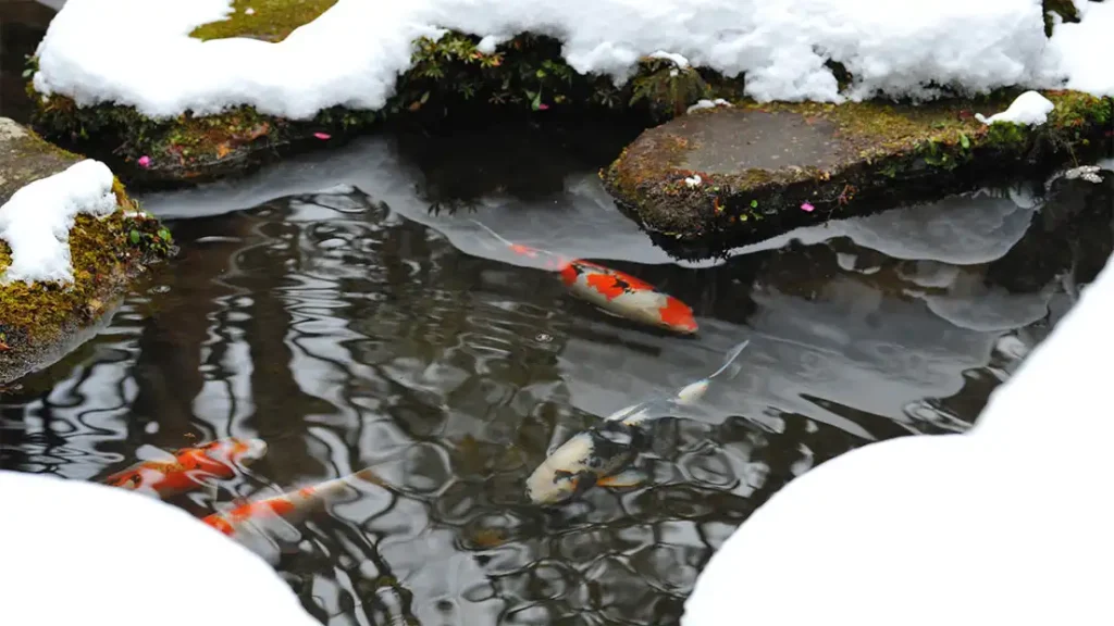 How to Keep a Koi Pond from Freezing