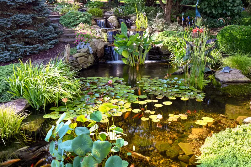 How to Keep a Pond Water Clear