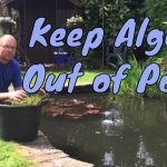 How to Keep Algae Out of a Pond