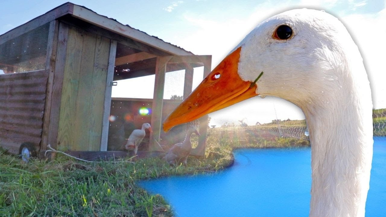 How to Keep Ducks Safe on a Pond Top Safety Tips