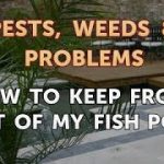How to Keep Frogs Out of a Pond