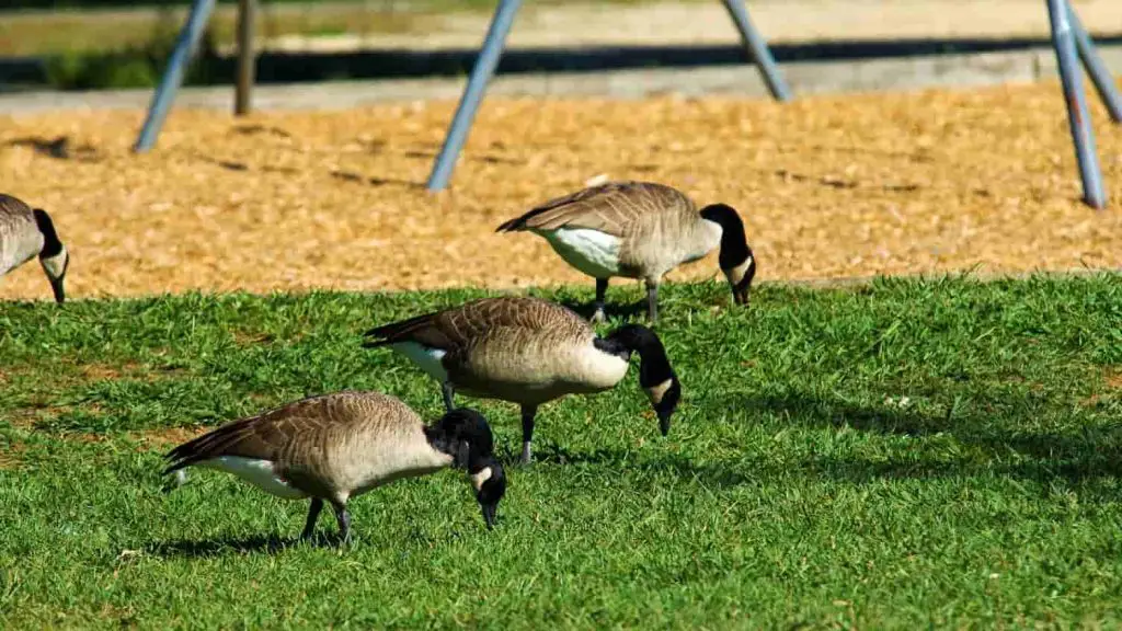 How to Keep Geese Away from the Pond