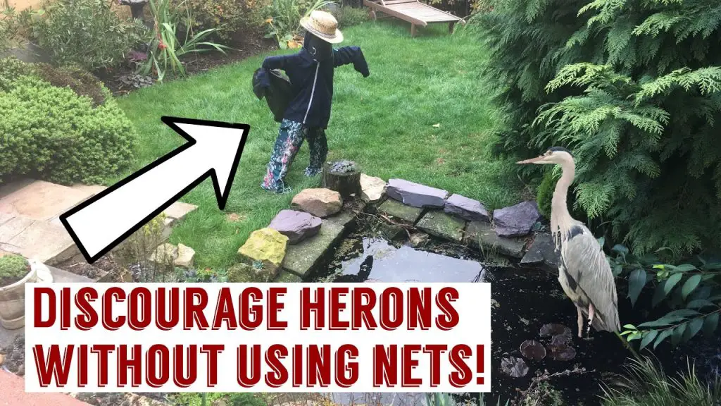 How to Keep Herons Away from the Pond