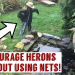 How to Keep Herons Away from the Pond
