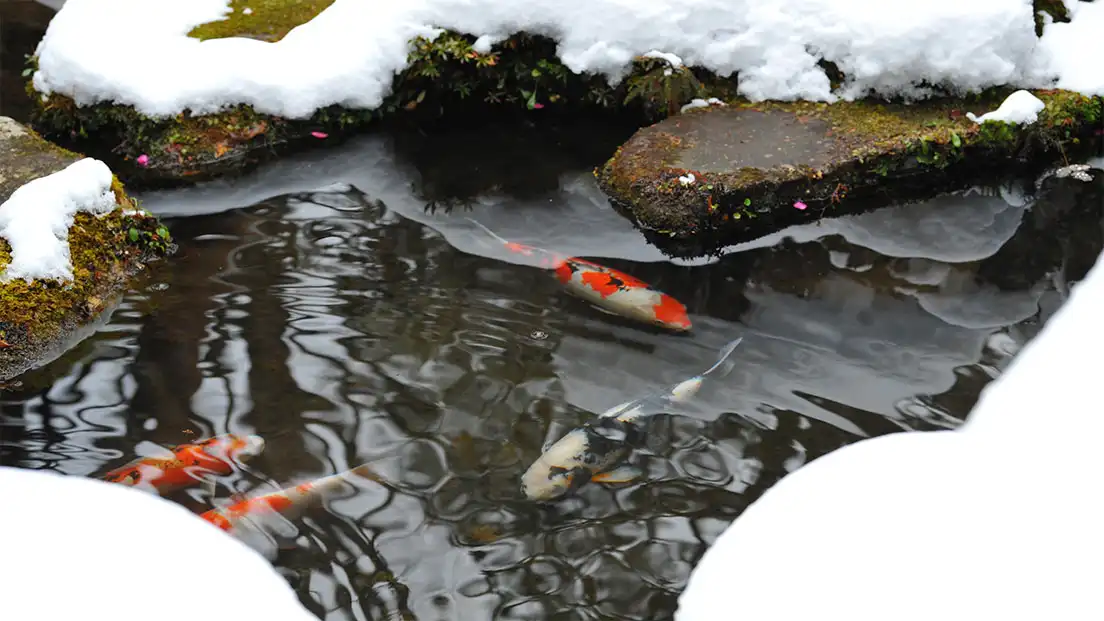 How to Keep Koi Pond from Freezing Winter Care Tips