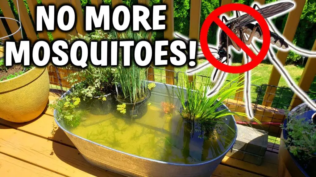How to Keep Mosquito Larvae Out of a Pond
