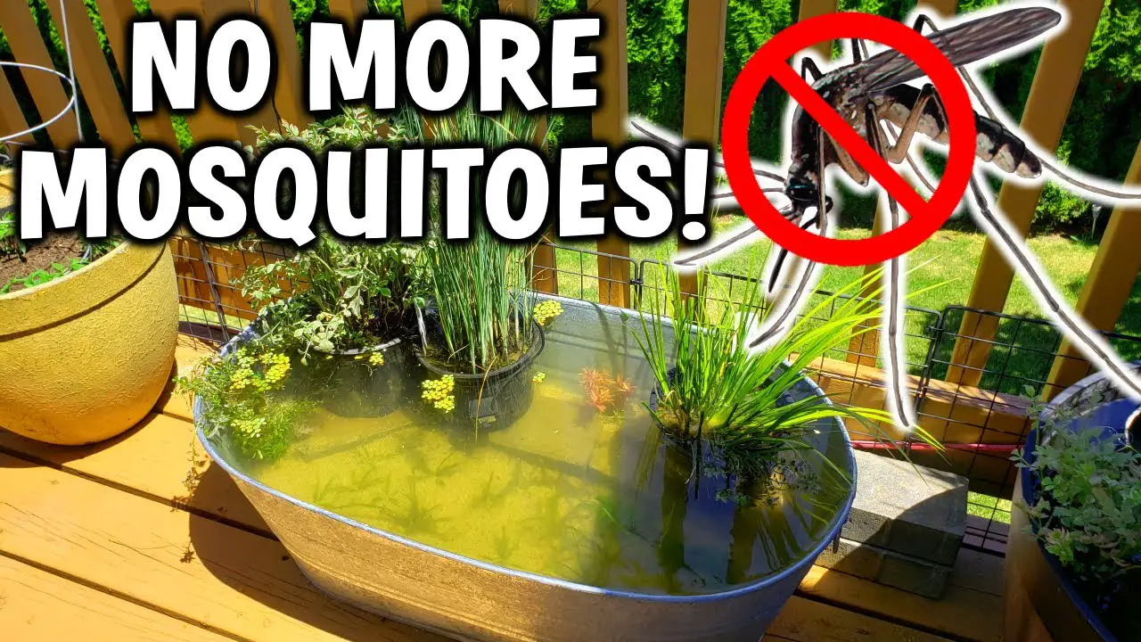 How To Keep Mosquito Larvae Out Of A Pond: Proven Tips