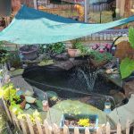 How to Keep Pond Cool in Summer