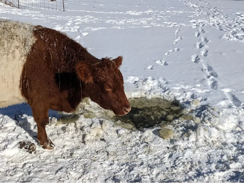 How to Keep Ponds from Freezing for Cattle