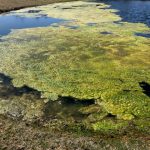 How to Kill Algae in a Pond