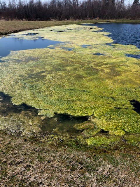 How to Kill Algae in a Pond