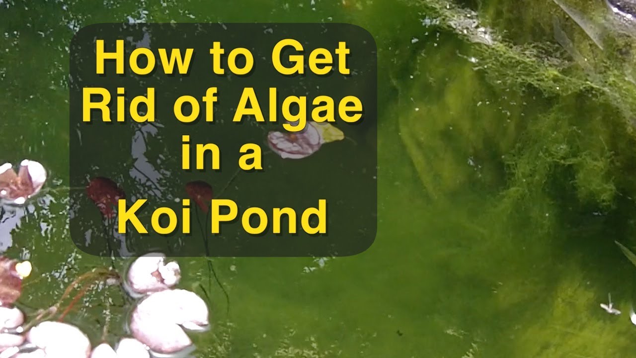 How to Kill Pond Algae Ultimate Guide for a Clear Pond