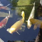 How to Lower Ph in Pond Naturally