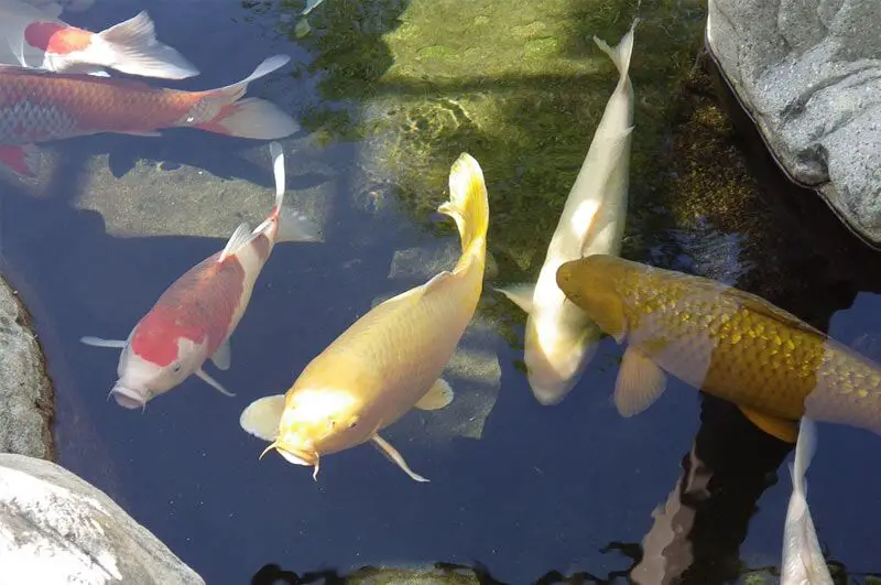How to Lower Ph in Pond Naturally
