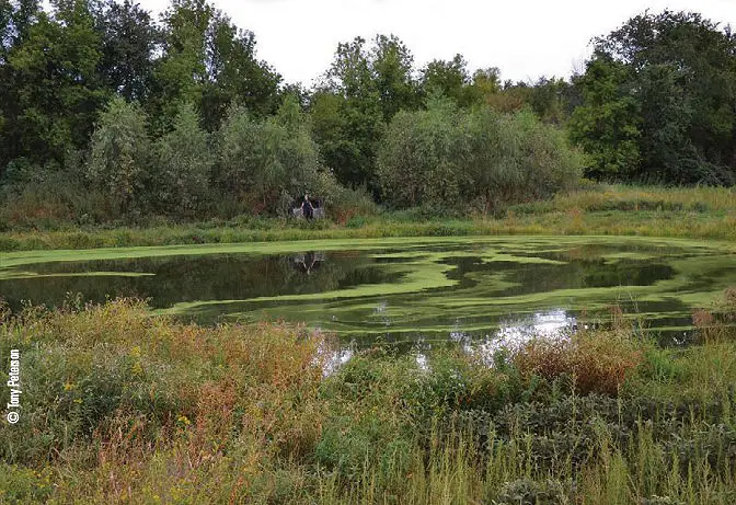 How to Make a Duck Pond for Hunting