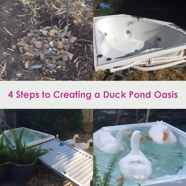 How to Make a Duck Pond