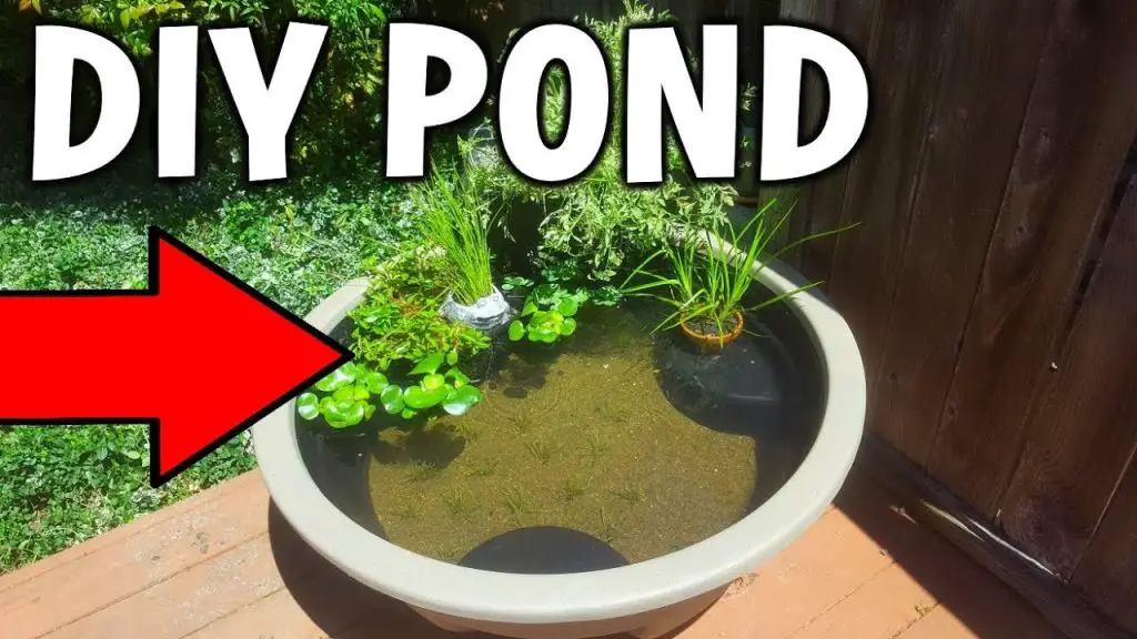 How to Make a Small Fish Pond