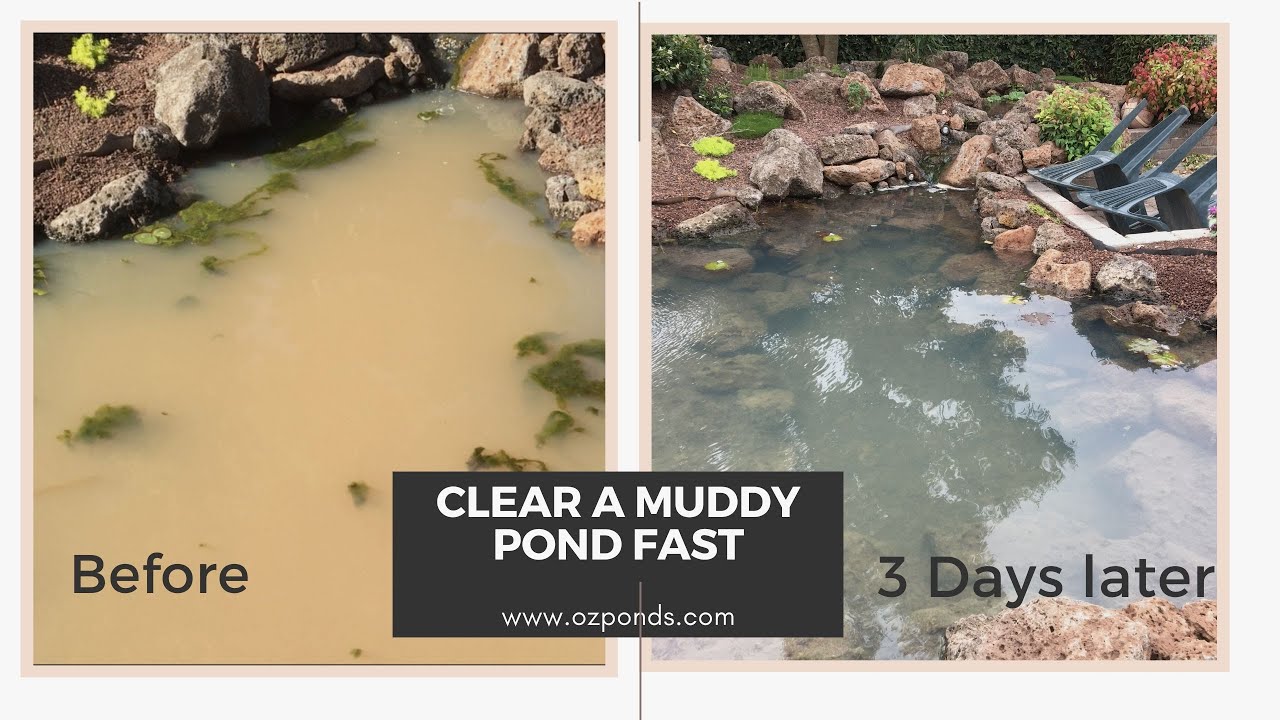 How to Make Muddy Pond Water Clear Crystal Clarity Tips