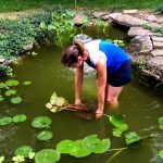 How to Plant a Water Lily in a Pond