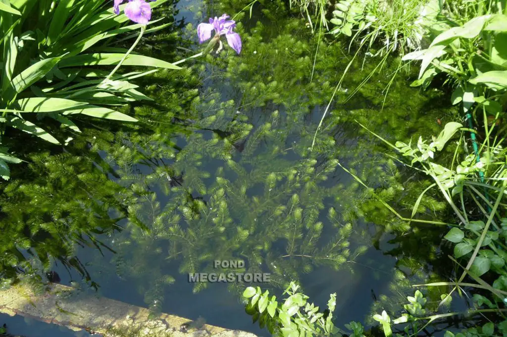 How to Plant Hornwort in a Pond